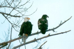 eagles-on-branch-300x200